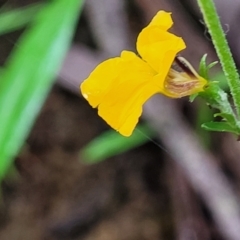 Goodenia bellidifolia subsp. bellidifolia at Katoomba, NSW - 6 Jan 2022