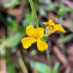 Goodenia bellidifolia subsp. bellidifolia at Katoomba, NSW - 6 Jan 2022 01:30 PM