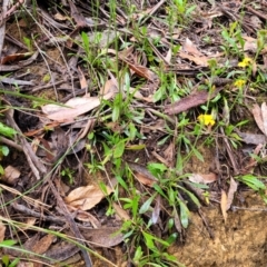 Goodenia bellidifolia subsp. bellidifolia at Katoomba, NSW - 6 Jan 2022