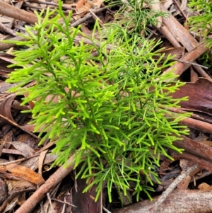 Pseudolycopodium densum at Katoomba, NSW - 6 Jan 2022