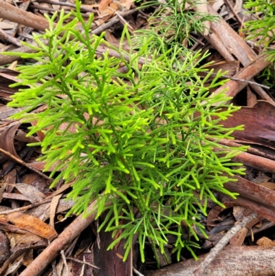 Pseudolycopodium densum (Bushy Club Moss) at Katoomba, NSW - 6 Jan 2022 by trevorpreston