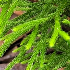 Pseudolycopodium densum at Katoomba, NSW - suppressed
