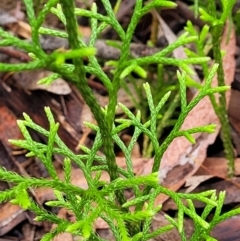 Pseudolycopodium densum at Katoomba, NSW - 6 Jan 2022