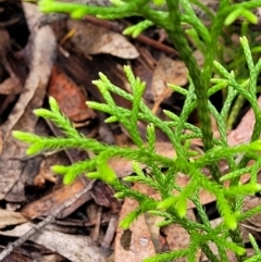 Pseudolycopodium densum at Katoomba, NSW - 6 Jan 2022