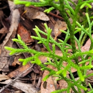 Pseudolycopodium densum at Katoomba, NSW - suppressed