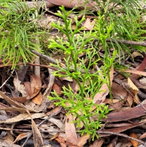 Pseudolycopodium densum at Katoomba, NSW - 6 Jan 2022