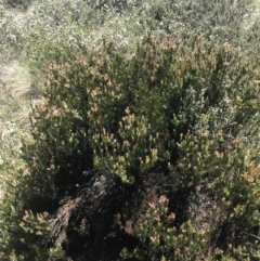 Callistemon pityoides at Cotter River, ACT - 28 Dec 2021 12:15 PM