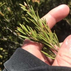 Callistemon pityoides at Cotter River, ACT - 28 Dec 2021