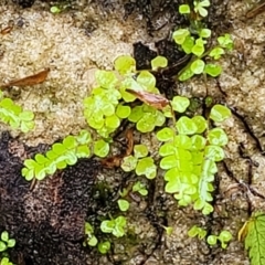 Unverified Fern or Clubmoss at Wentworth Falls, NSW - 6 Jan 2022 by trevorpreston