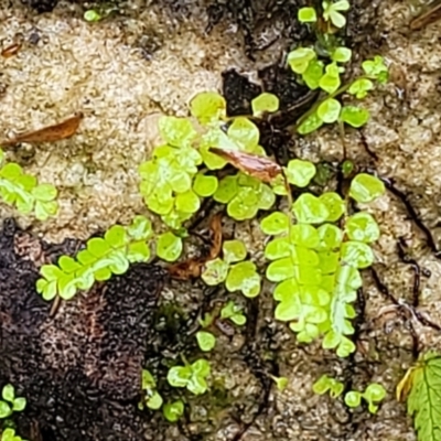 Unverified Fern or Clubmoss at Wentworth Falls, NSW - 6 Jan 2022 by trevorpreston
