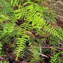 Gleichenia dicarpa (Wiry Coral Fern) at Blue Mountains National Park - 6 Jan 2022 by trevorpreston