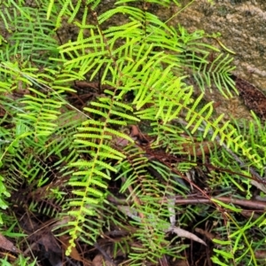 Gleichenia dicarpa at Wentworth Falls, NSW - 6 Jan 2022