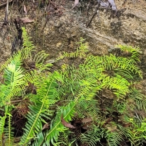 Gleichenia dicarpa at Wentworth Falls, NSW - suppressed