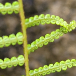 Gleichenia dicarpa at Wentworth Falls, NSW - suppressed