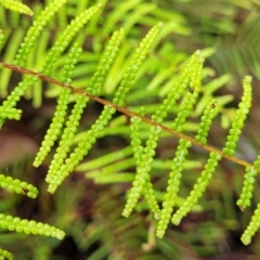 Gleichenia dicarpa at Wentworth Falls, NSW - suppressed
