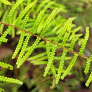 Gleichenia dicarpa at Wentworth Falls, NSW - 6 Jan 2022