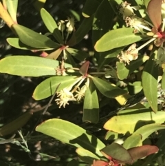 Tasmannia xerophila subsp. xerophila (Alpine Pepperbush) at Cotter River, ACT - 28 Dec 2021 by Tapirlord