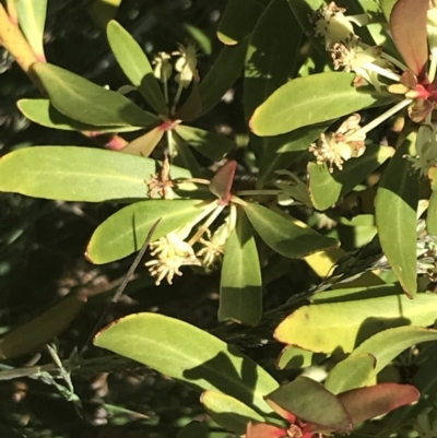 Tasmannia xerophila subsp. xerophila (Alpine Pepperbush) at Cotter River, ACT - 28 Dec 2021 by Tapirlord