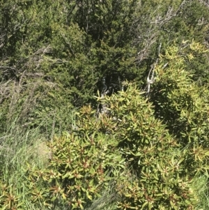 Tasmannia xerophila subsp. xerophila at Cotter River, ACT - 28 Dec 2021 12:54 PM