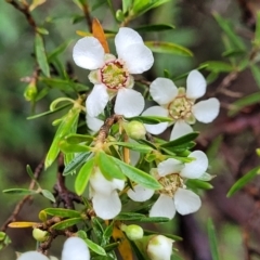 Leptospermum sp. (Tea Tree) at Wentworth Falls, NSW - 6 Jan 2022 by trevorpreston