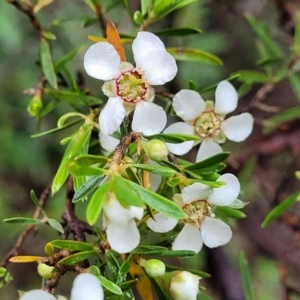 Leptospermum sp. at Wentworth Falls, NSW - 6 Jan 2022