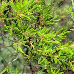 Leptospermum sp. at Wentworth Falls, NSW - 6 Jan 2022