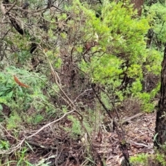 Leptospermum sp. at Wentworth Falls, NSW - 6 Jan 2022