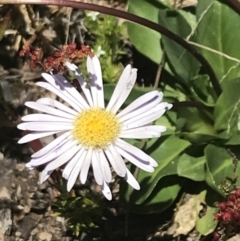 Brachyscome decipiens (Field Daisy) at Namadgi National Park - 28 Dec 2021 by Tapirlord