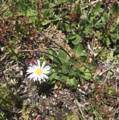 Brachyscome decipiens at Cotter River, ACT - 28 Dec 2021