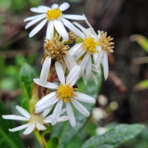 Olearia elliptica at Wentworth Falls, NSW - 6 Jan 2022