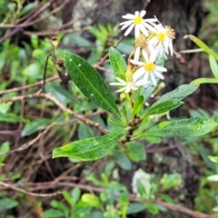 Olearia elliptica at Wentworth Falls, NSW - 6 Jan 2022