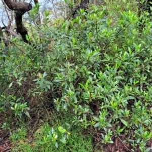 Olearia elliptica at Wentworth Falls, NSW - 6 Jan 2022