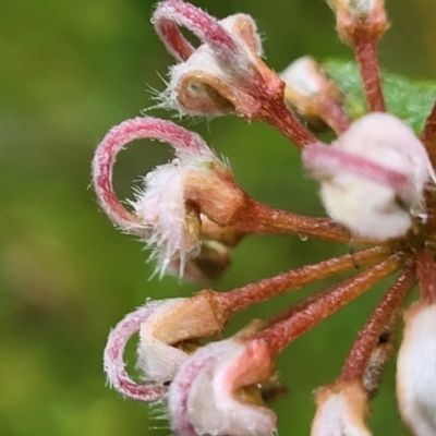 Grevillea phylicoides (Grey Spider Flower) at Faulconbridge, NSW - 5 Jan 2022 by trevorpreston