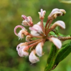 Grevillea phylicoides at Faulconbridge, NSW - 6 Jan 2022