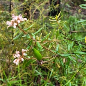 Grevillea phylicoides at Faulconbridge, NSW - 6 Jan 2022 10:51 AM