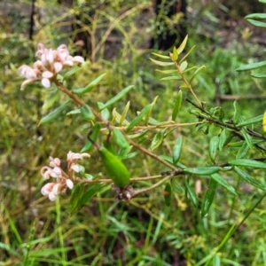 Grevillea phylicoides at Faulconbridge, NSW - 6 Jan 2022