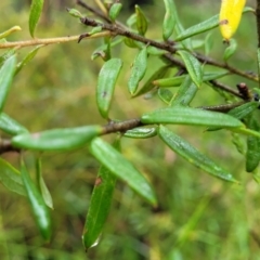 Grevillea phylicoides at Faulconbridge, NSW - 6 Jan 2022 10:51 AM