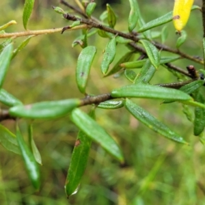 Grevillea phylicoides at Faulconbridge, NSW - 6 Jan 2022