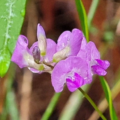 Glycine microphylla (Small-leaf Glycine) at Faulconbridge, NSW - 5 Jan 2022 by tpreston