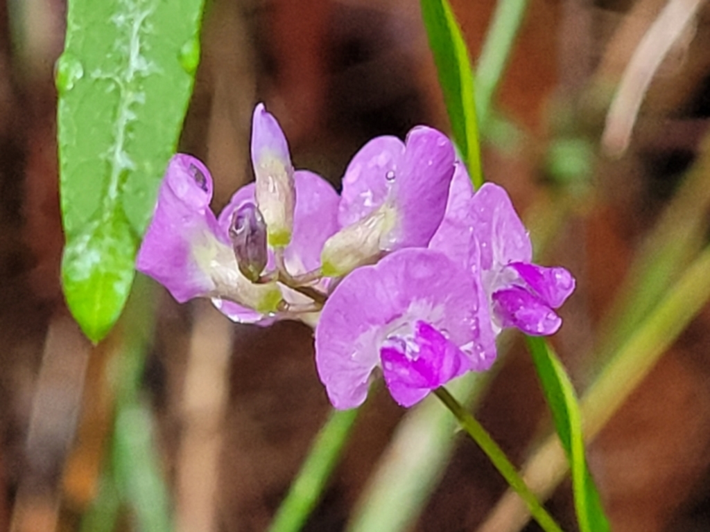 Glycine microphylla at Faulconbridge, NSW - 6 Jan 2022