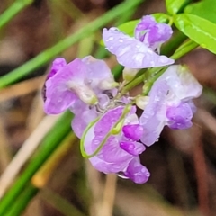 Glycine microphylla at Faulconbridge, NSW - 6 Jan 2022