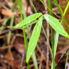 Glycine microphylla at Faulconbridge, NSW - 6 Jan 2022