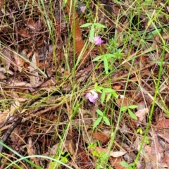 Glycine microphylla at Faulconbridge, NSW - 6 Jan 2022