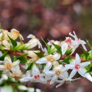 Epacris pulchella at Faulconbridge, NSW - 6 Jan 2022 10:47 AM