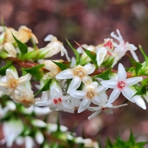 Epacris pulchella at Faulconbridge, NSW - 6 Jan 2022 10:47 AM