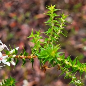 Epacris pulchella at Faulconbridge, NSW - 6 Jan 2022