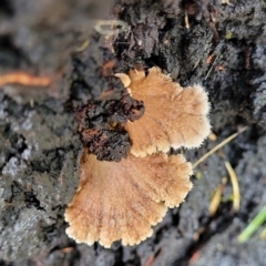 Unidentified Other fungi on wood at Faulconbridge, NSW - 6 Jan 2022 by trevorpreston