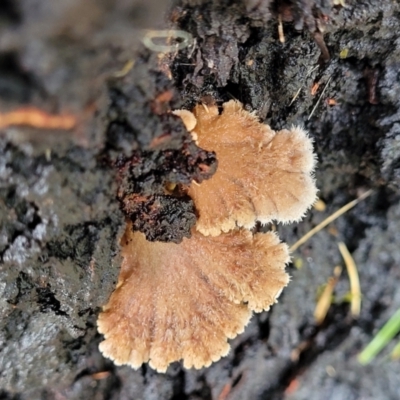 Schizophyllum commune (Split Gill Fungus) at Faulconbridge, NSW - 6 Jan 2022 by trevorpreston