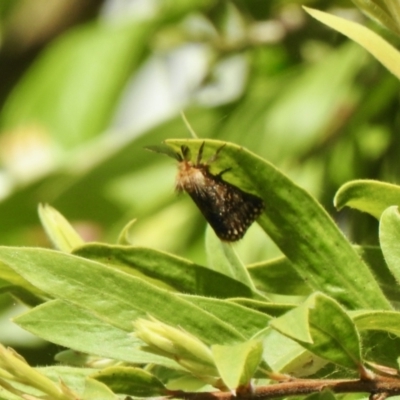 Epicoma (genus) (Unidentified Prominent moth) at Aranda, ACT - 2 Jan 2022 by KMcCue