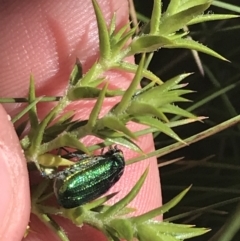 Diphucephala sp. (genus) (Green Scarab Beetle) at Namadgi National Park - 28 Dec 2021 by Tapirlord